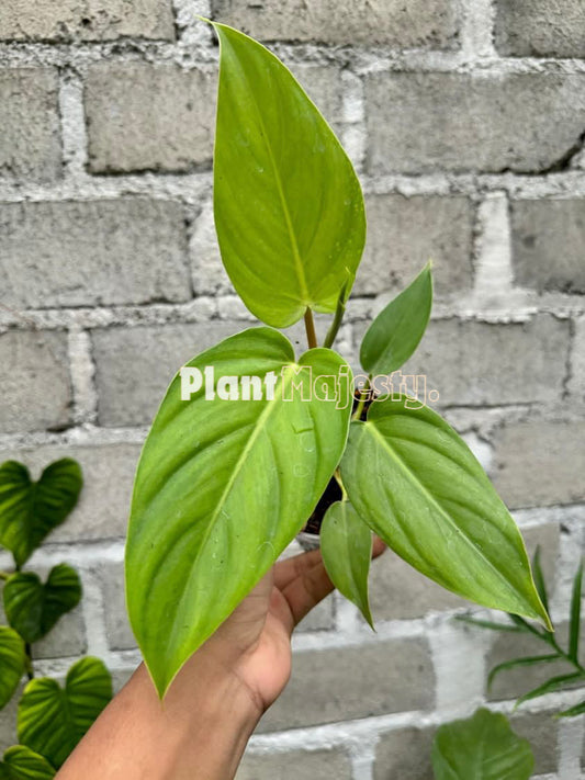 Philodendron Orange Juice x Philodendron Plowmanii