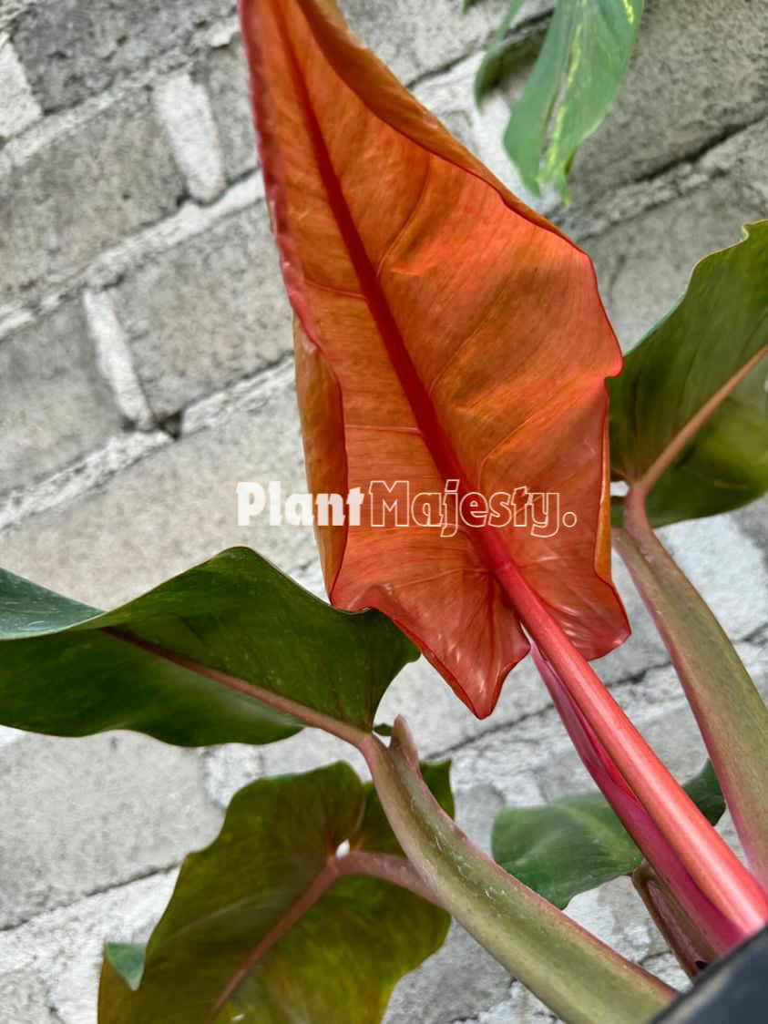 Philodendron Orange Marmalade