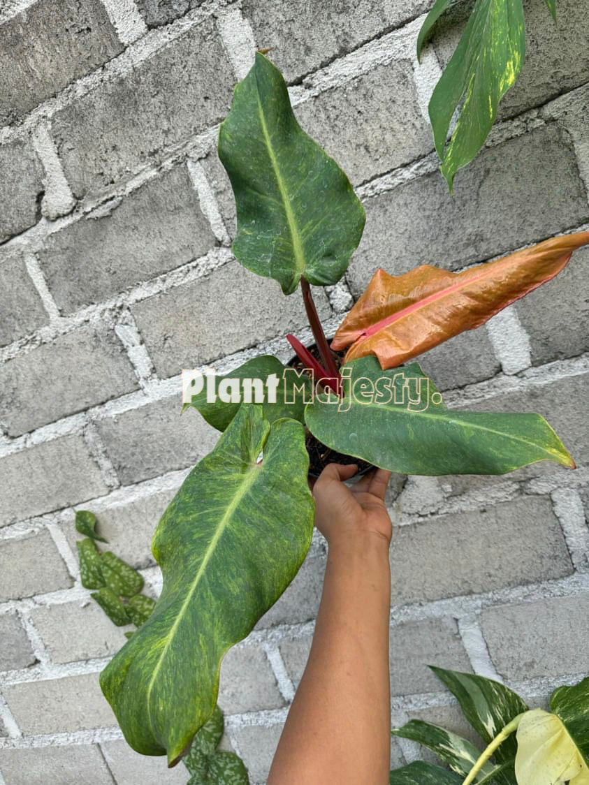 Philodendron Orange Marmalade