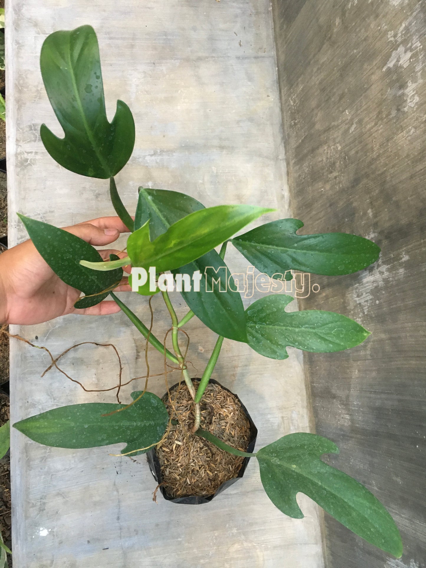 Philodendron Panduriforme