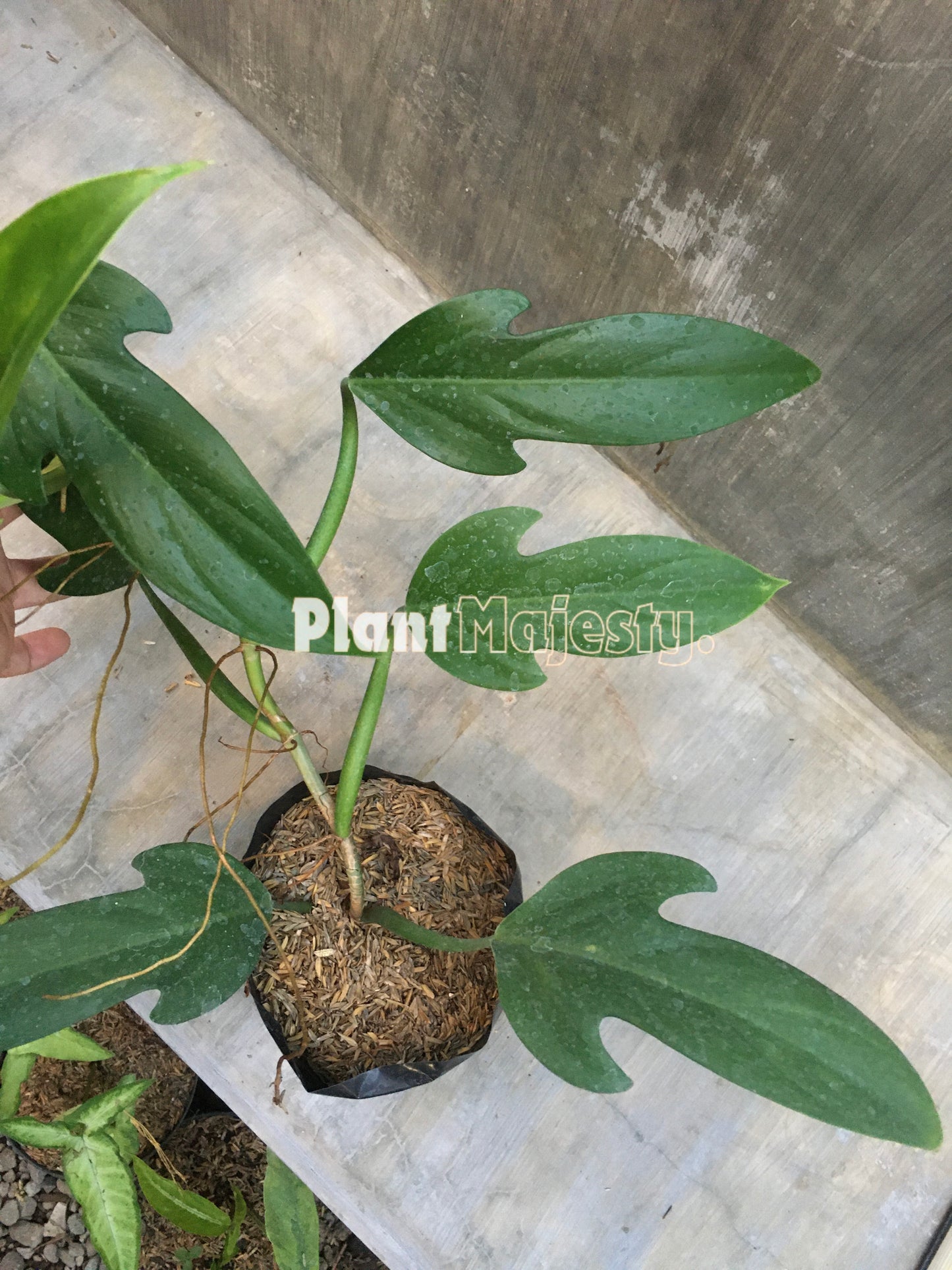 Philodendron Panduriforme