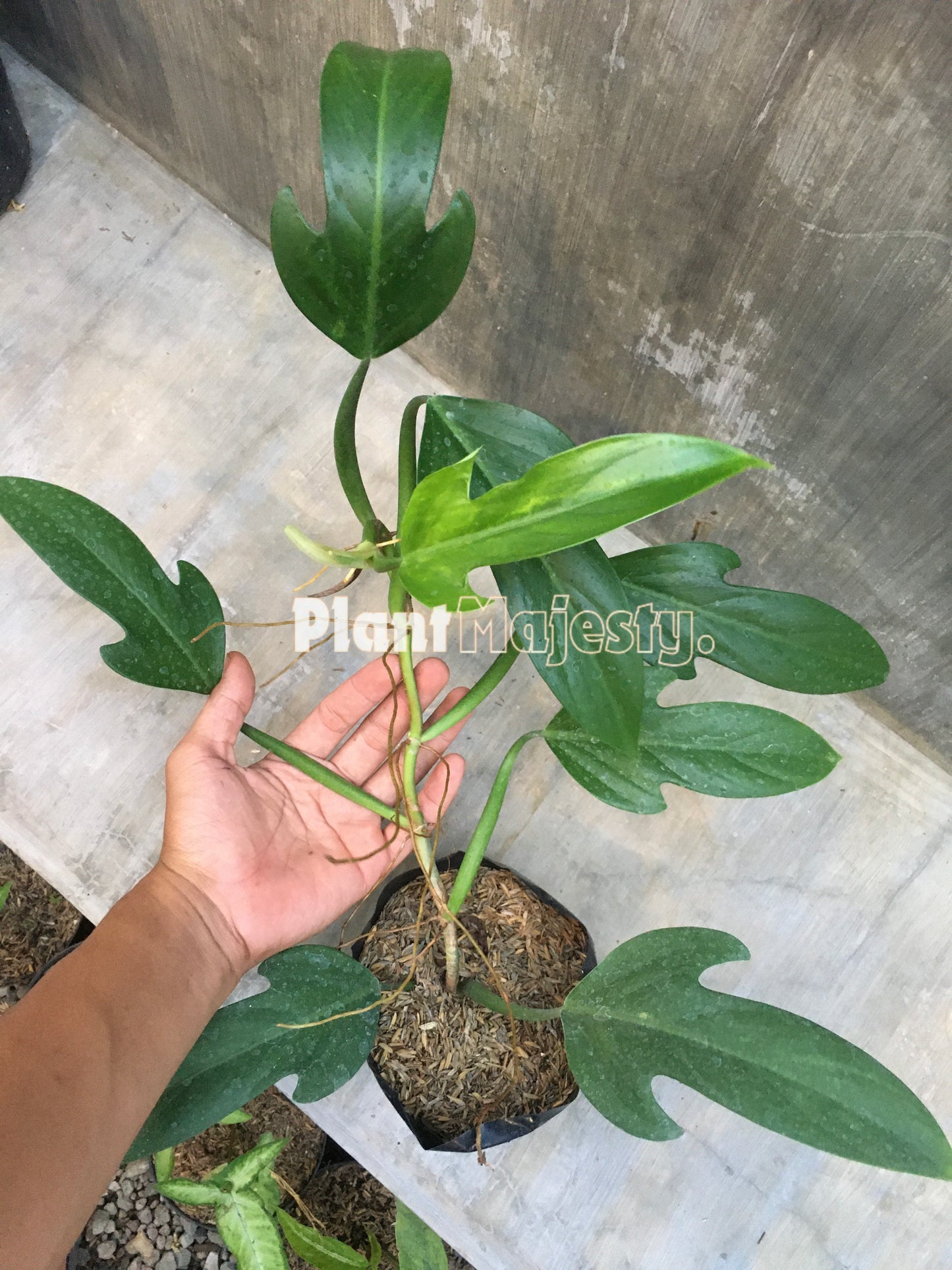 Philodendron Panduriforme