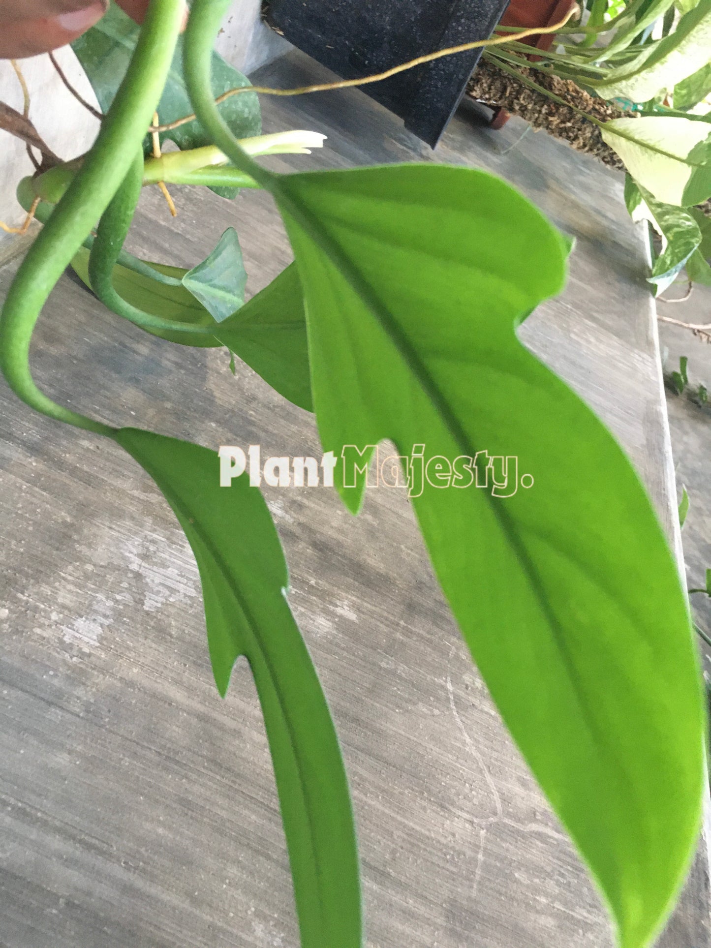 Philodendron Panduriforme