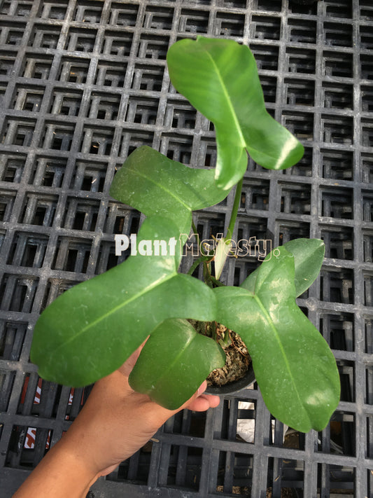 Philodendron Paradise Beauty Green