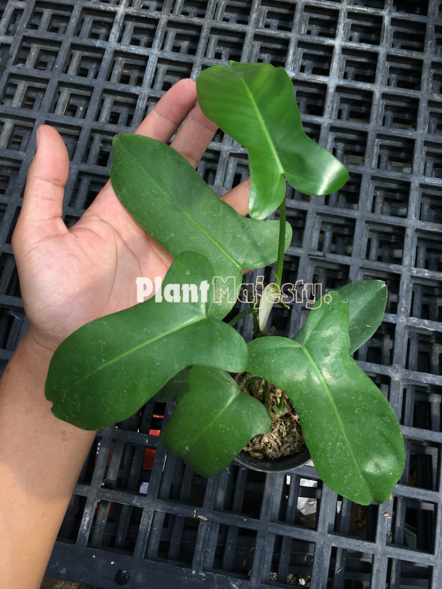 Philodendron Paradise Beauty Green