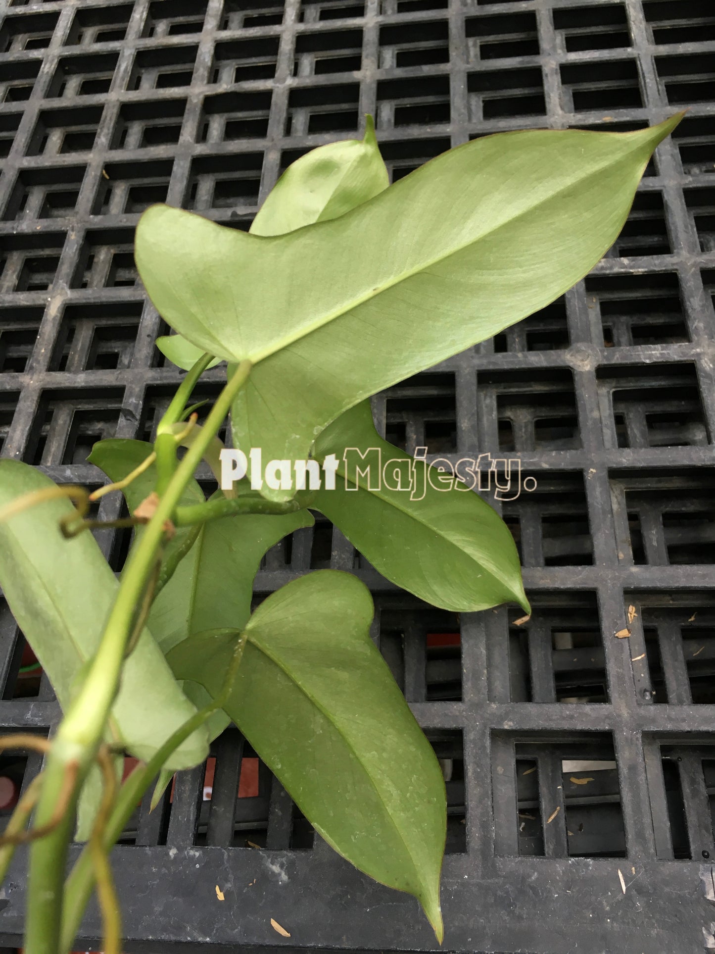 Philodendron Paradise Beauty Green