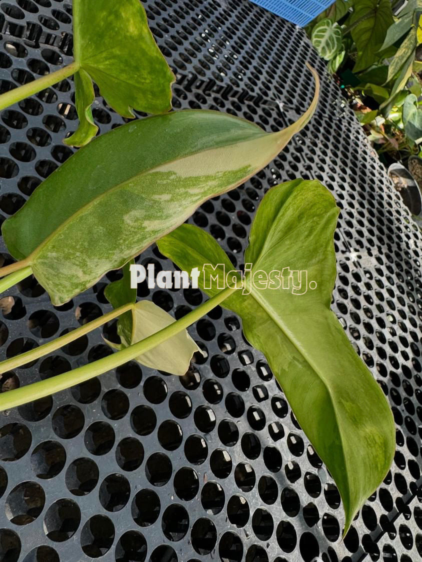 Philodendron Paradise Beauty