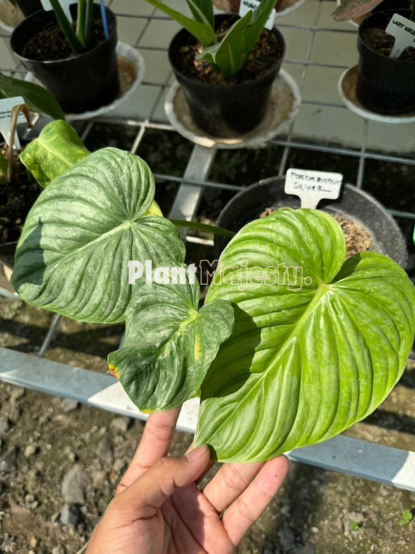 Philodendron Paztazanum Silver