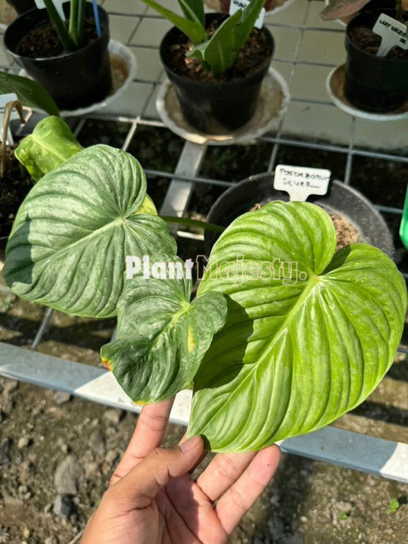 Philodendron Paztazanum Silver