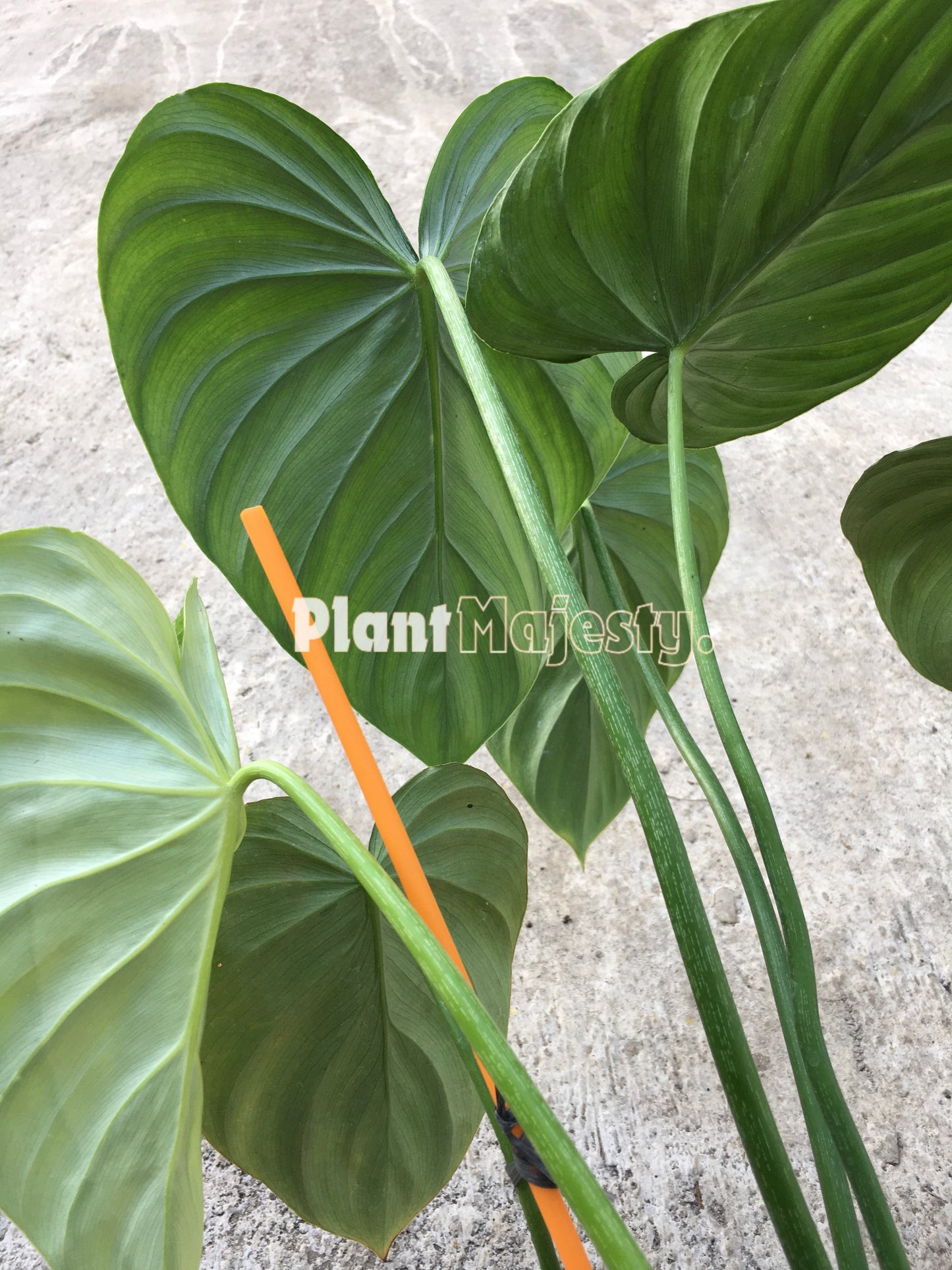 Philodendron Paztazanum