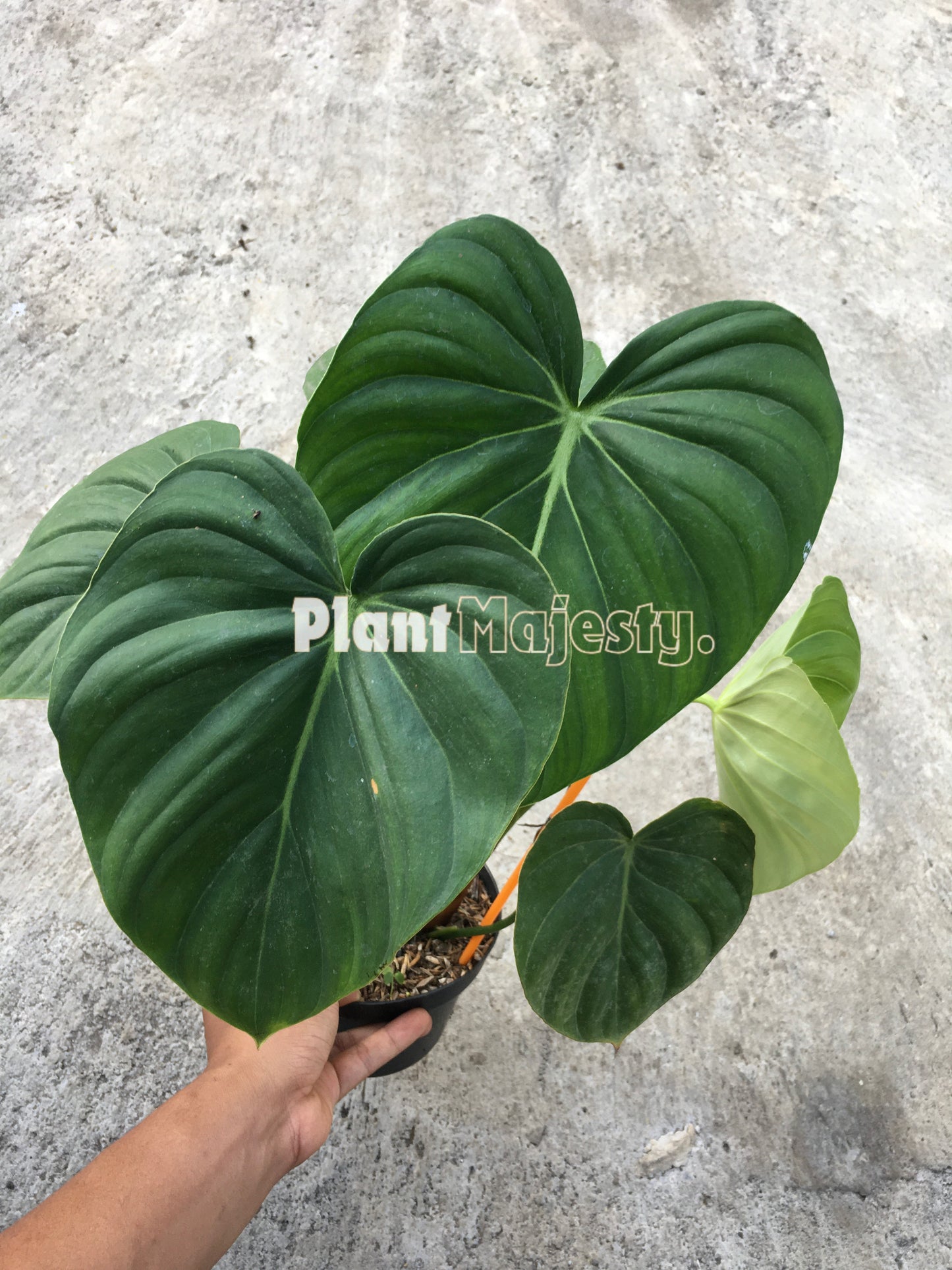 Philodendron Paztazanum