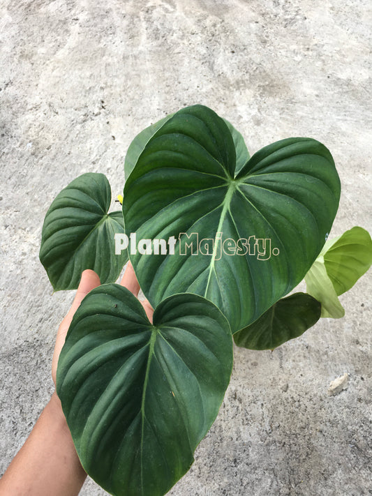 Philodendron Paztazanum