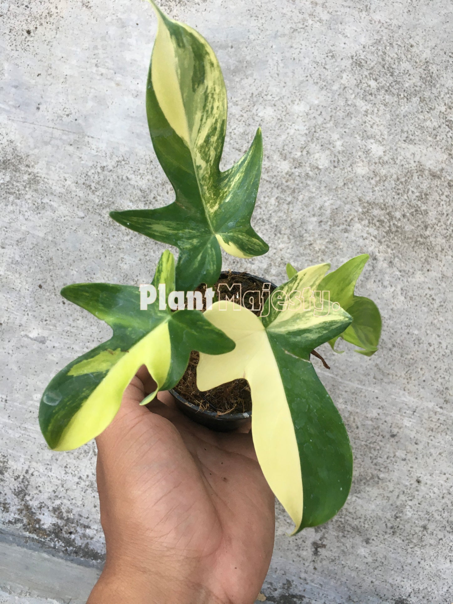 Philodendron Pedatum Variegated