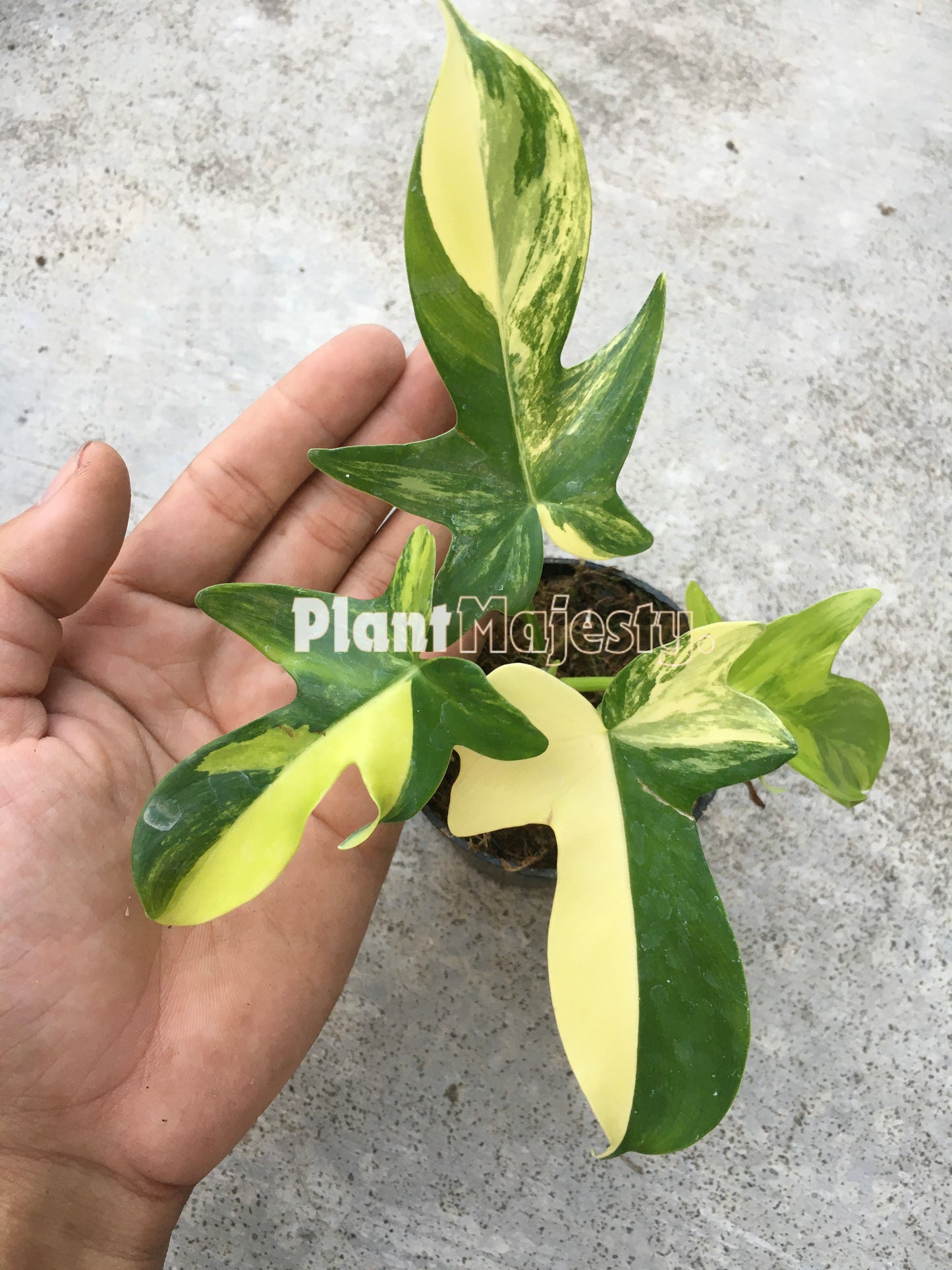 Philodendron Pedatum Variegated