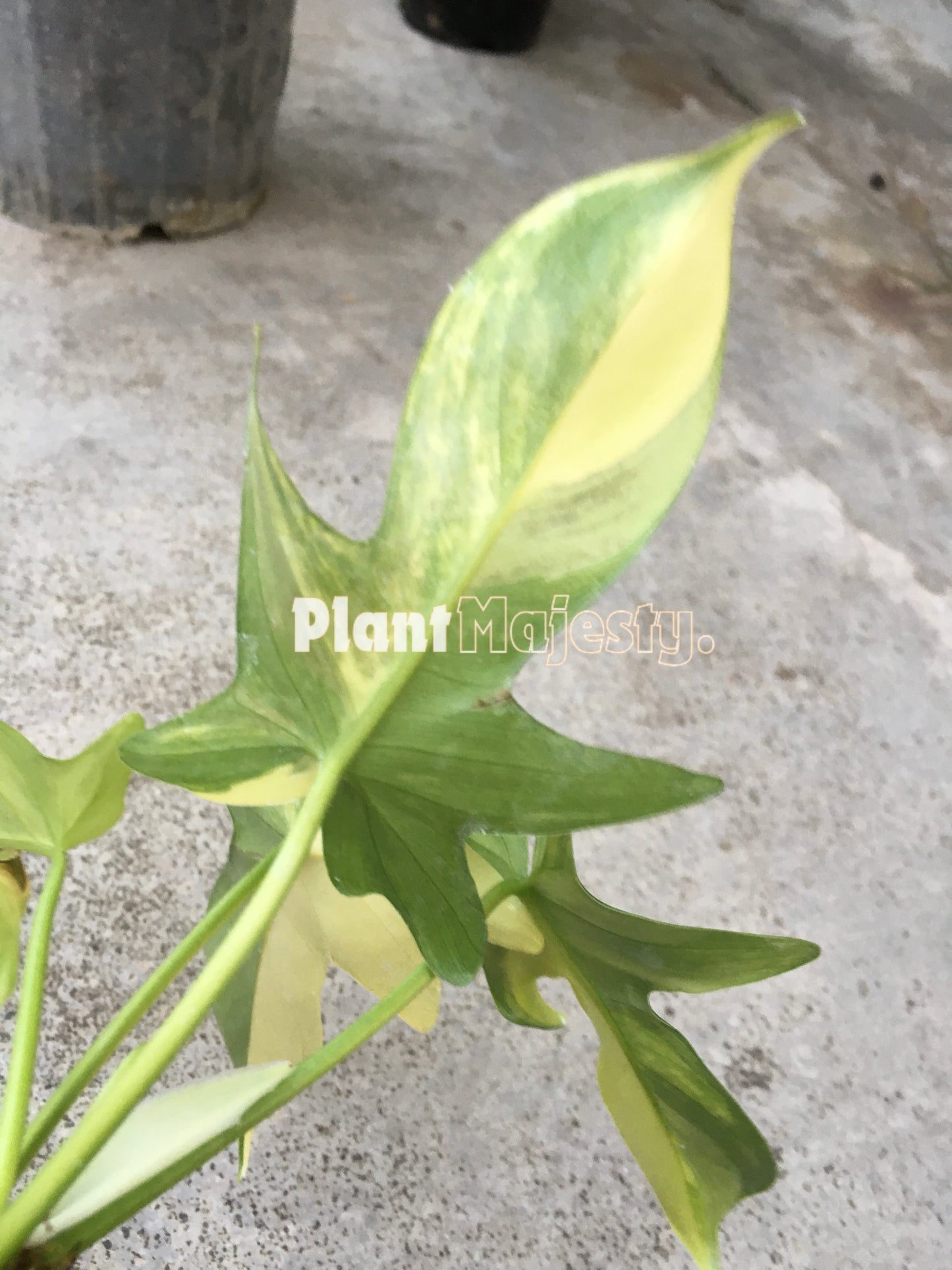 Philodendron Pedatum Variegated