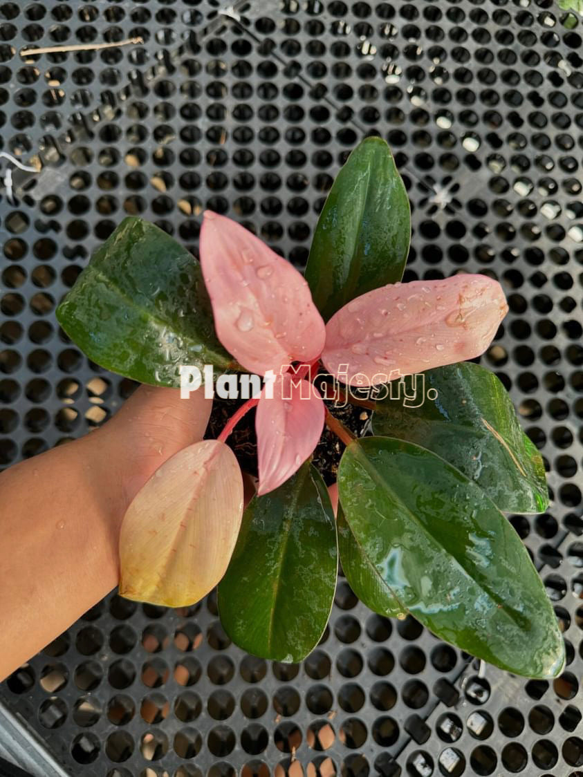 Philodendron Pink Congo