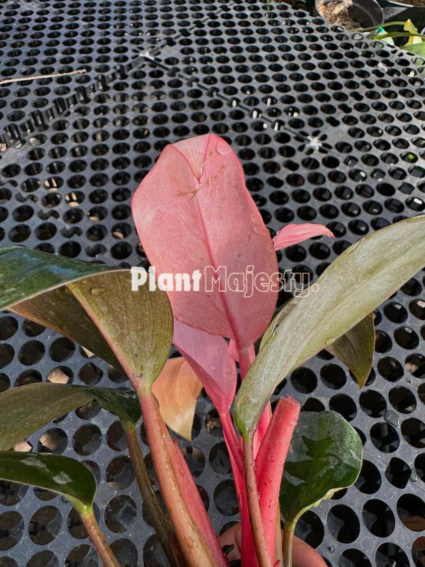 Philodendron Pink Congo