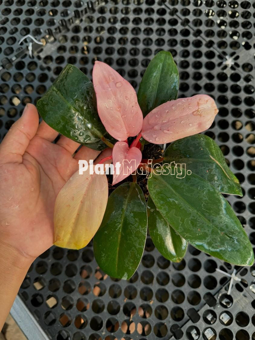 Philodendron Pink Congo