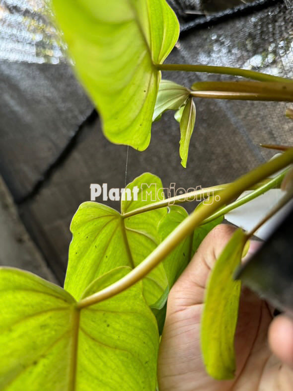 Philodendron Plowmanii X Philodendron Mayoi