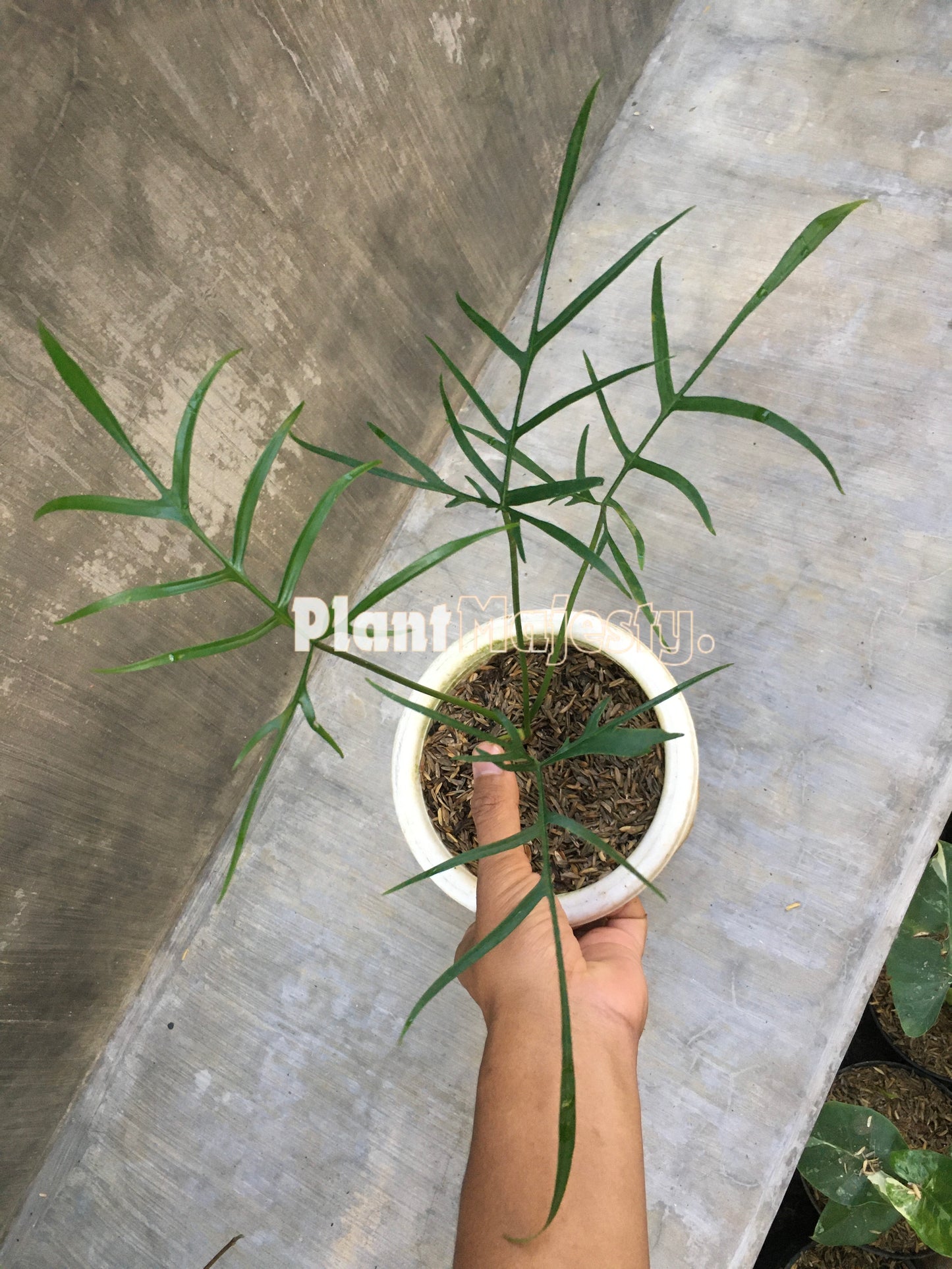 Philodendron Polypodioides