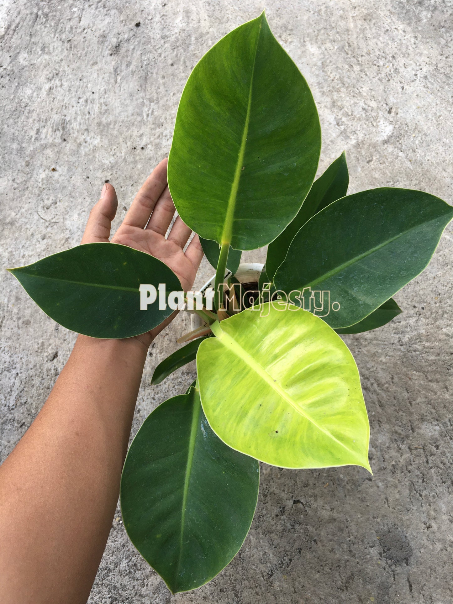 Philodendron Prince Of Orange X Philodendron Moonlight