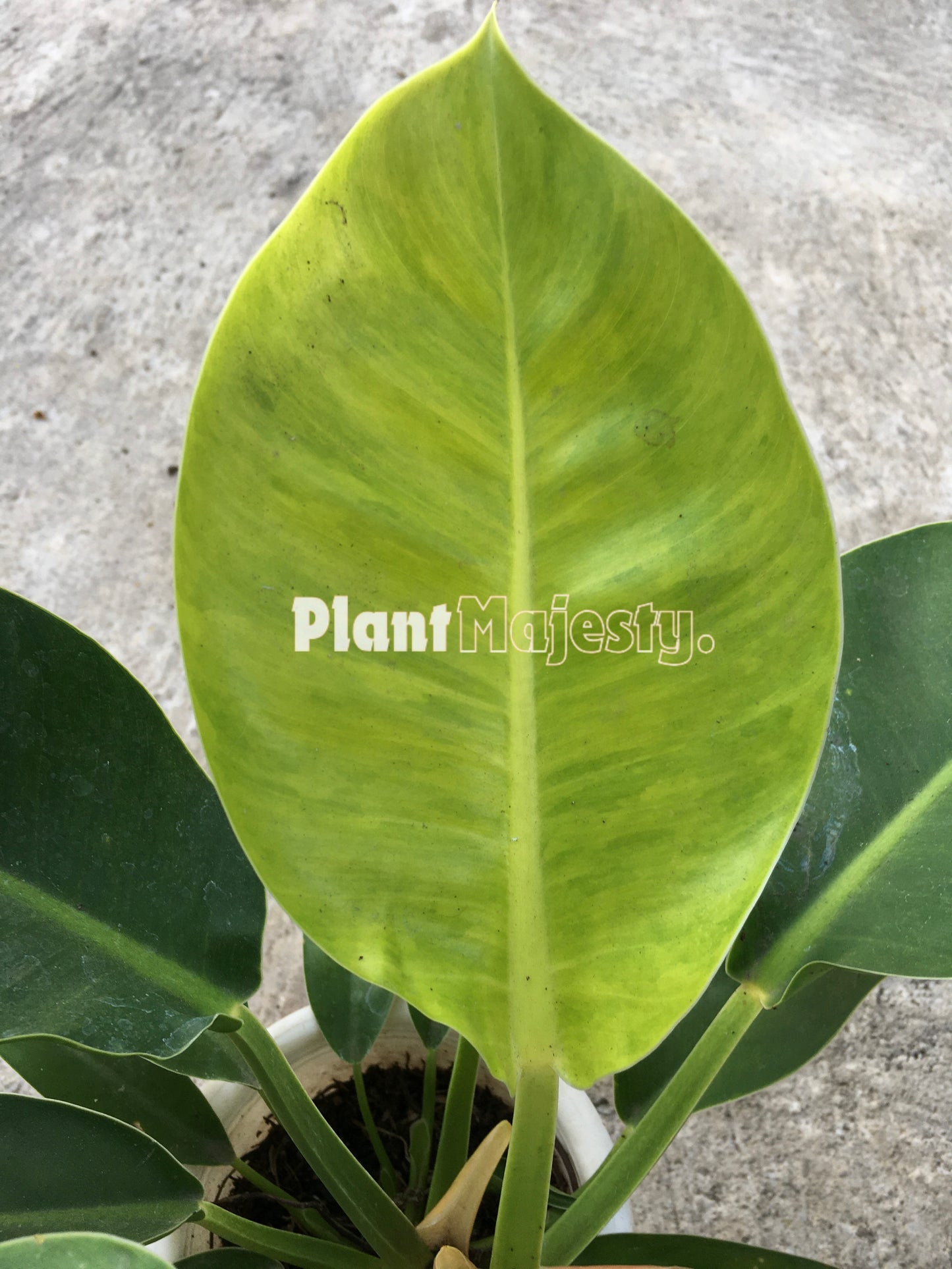 Philodendron Prince Of Orange X Philodendron Moonlight