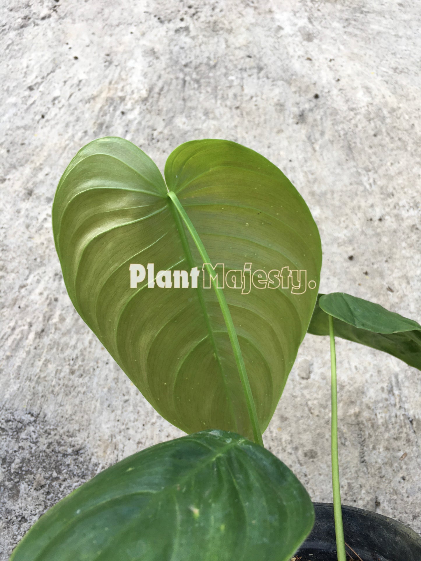 Philodendron Quelelii