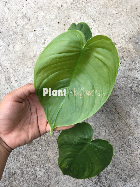 Philodendron Quelelii