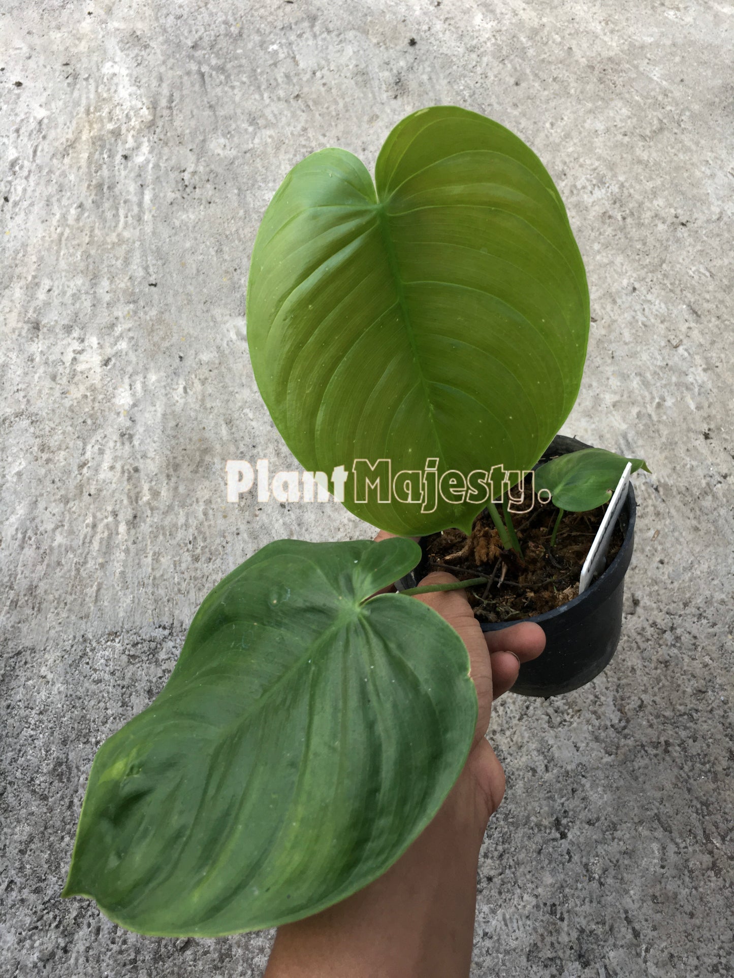 Philodendron Quelelii