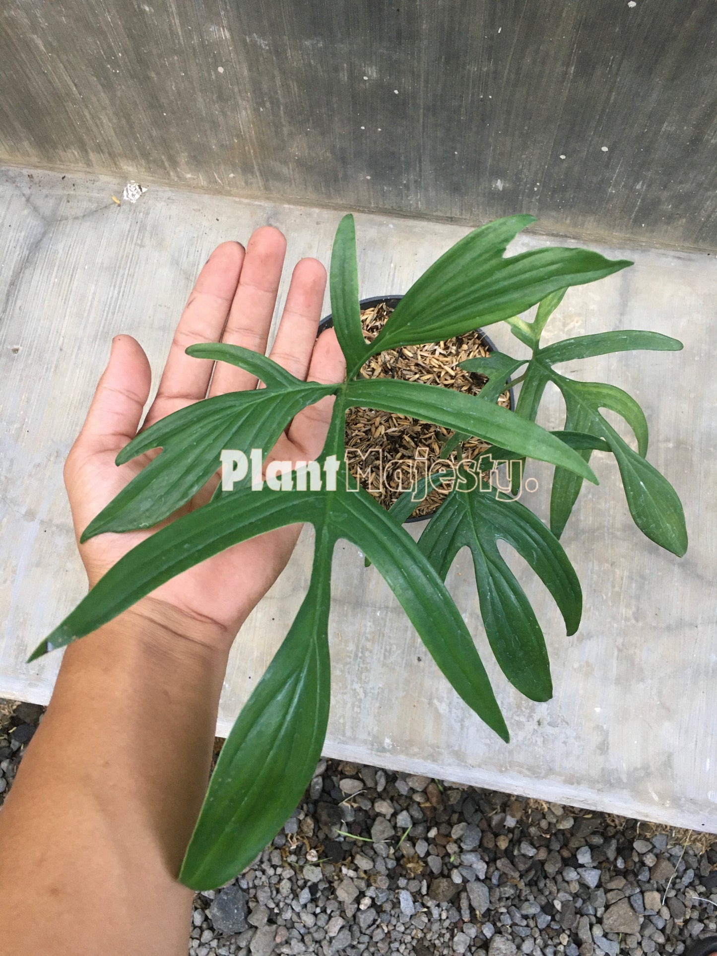 Philodendron Quercifolium