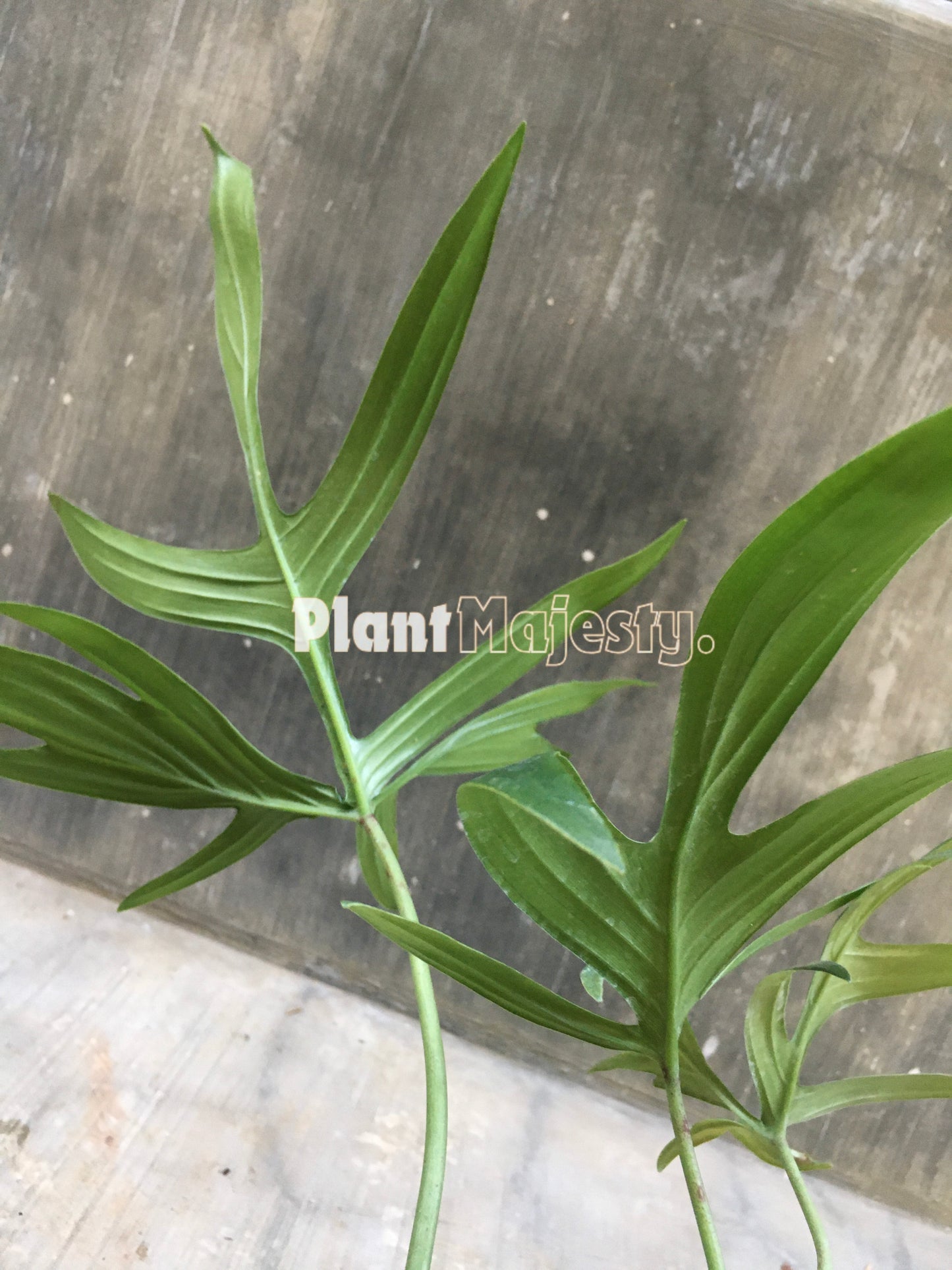 Philodendron Quercifolium