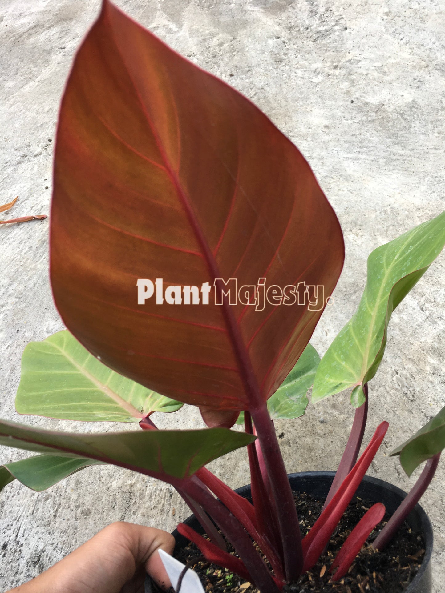 Philodendron Red Cheryy