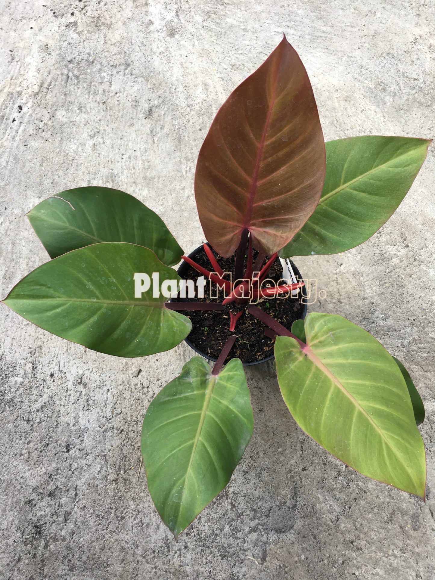 Philodendron Red Cheryy