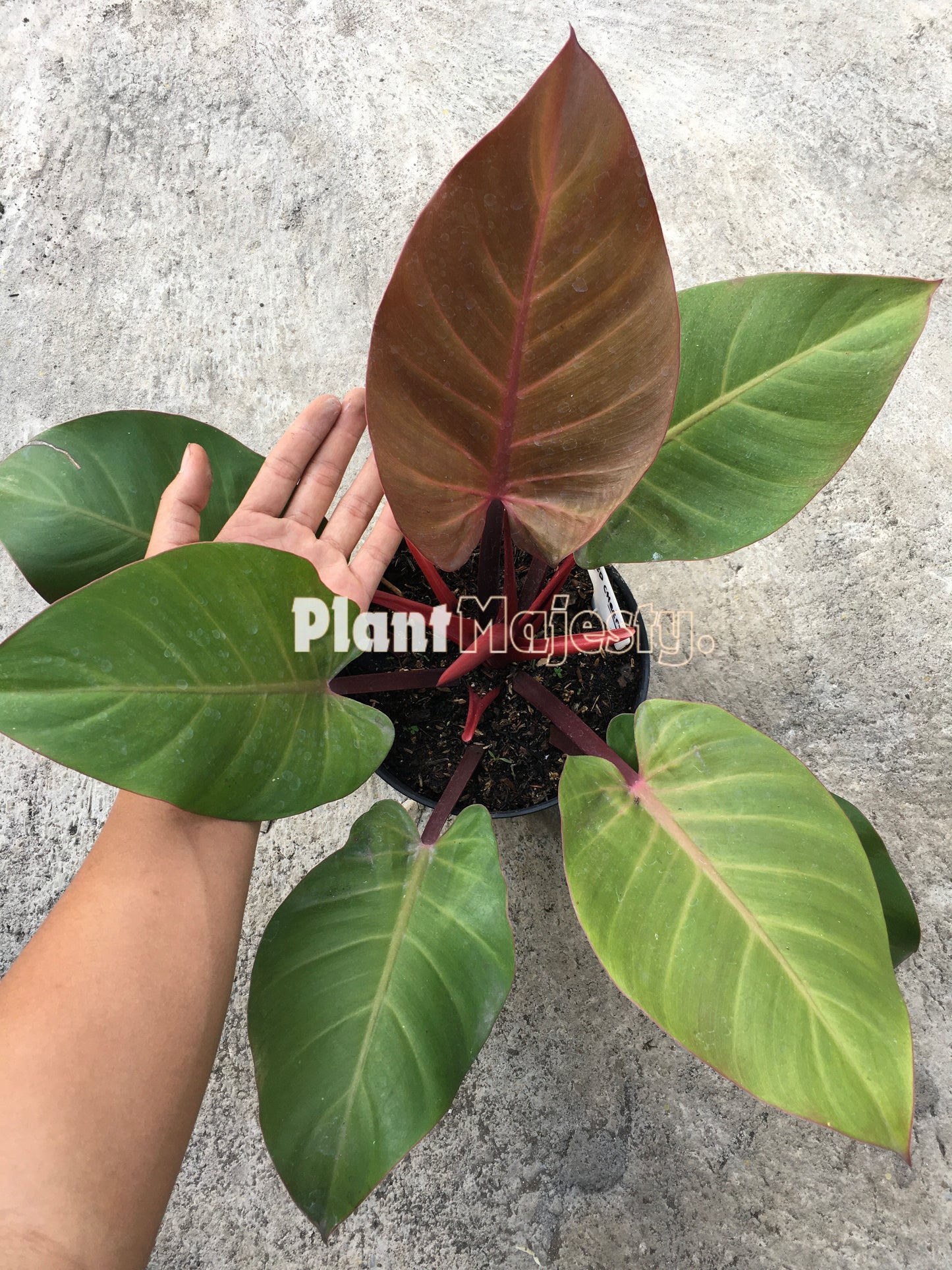 Philodendron Red Cheryy