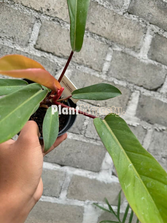 Philodendron Red Congo X Philodendron Florida Gosht