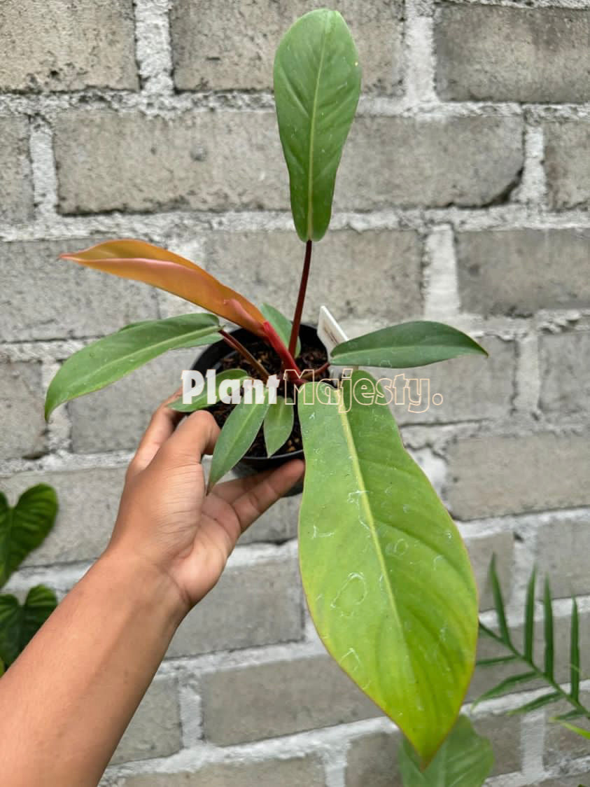 Philodendron Red Congo X Philodendron Florida Gosht