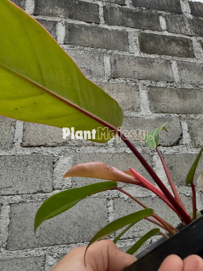 Philodendron Red Congo X Philodendron Florida Gosht