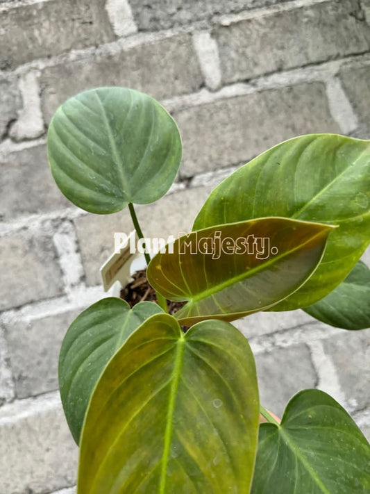 Philodendron Red Congo X Philodendron Melanochrysum