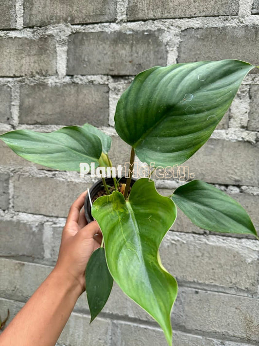 Philodendron Red Congo X Philodendron Plowmanii