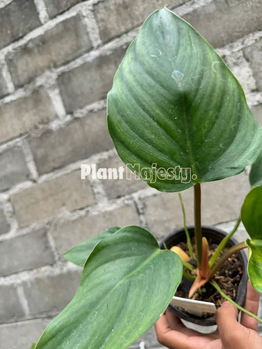 Philodendron Red Congo X Philodendron Plowmanii