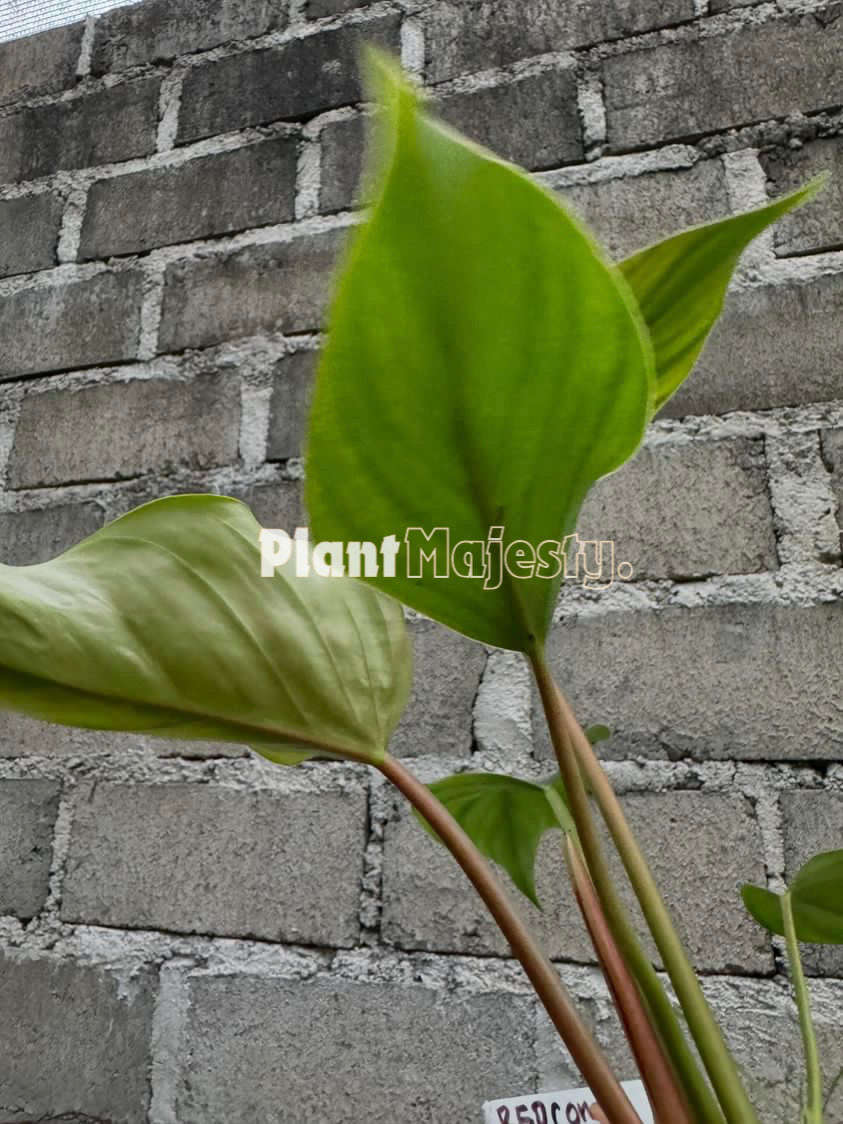 Philodendron Red Congo X Philodendron Plowmanii