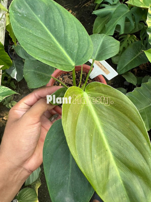 Philodendron Red Congo X Philodendron melanochrysum