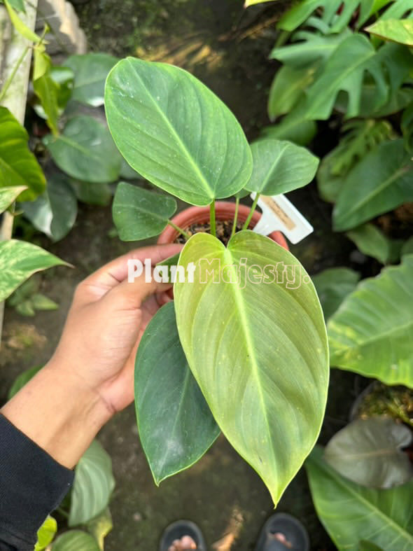 Philodendron Red Congo X Philodendron melanochrysum