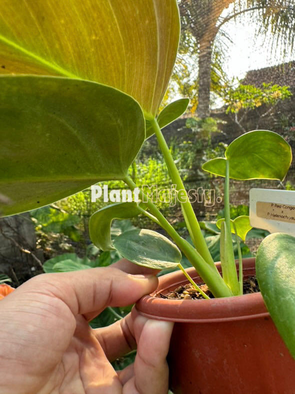 Philodendron Red Congo X Philodendron melanochrysum