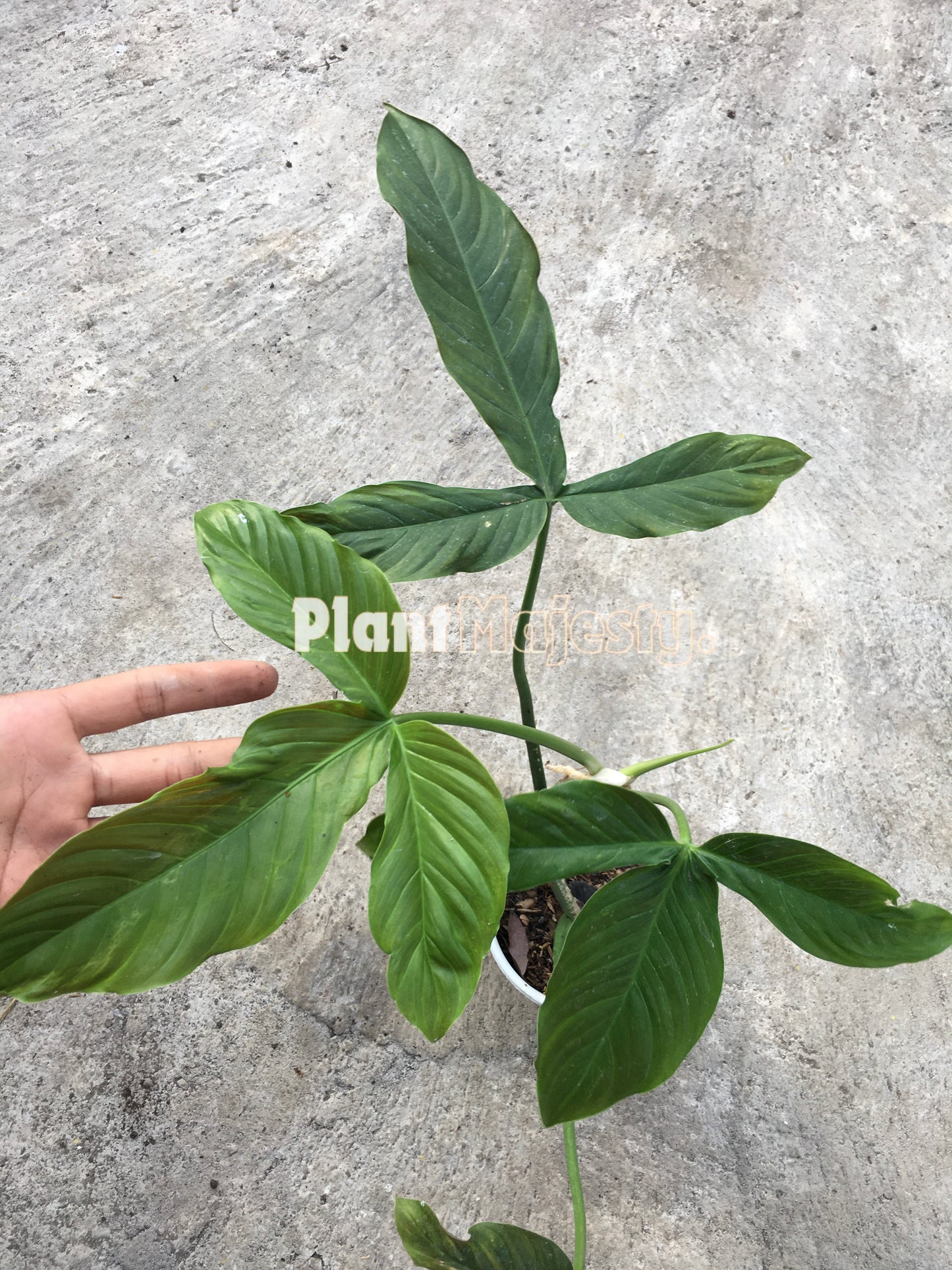 Philodendron Red Tripartitum