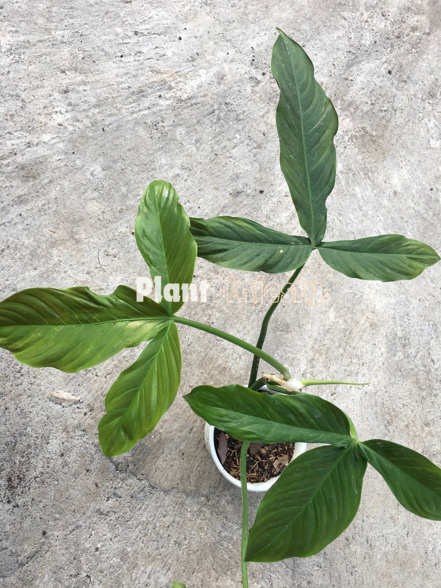 Philodendron Red Tripartitum