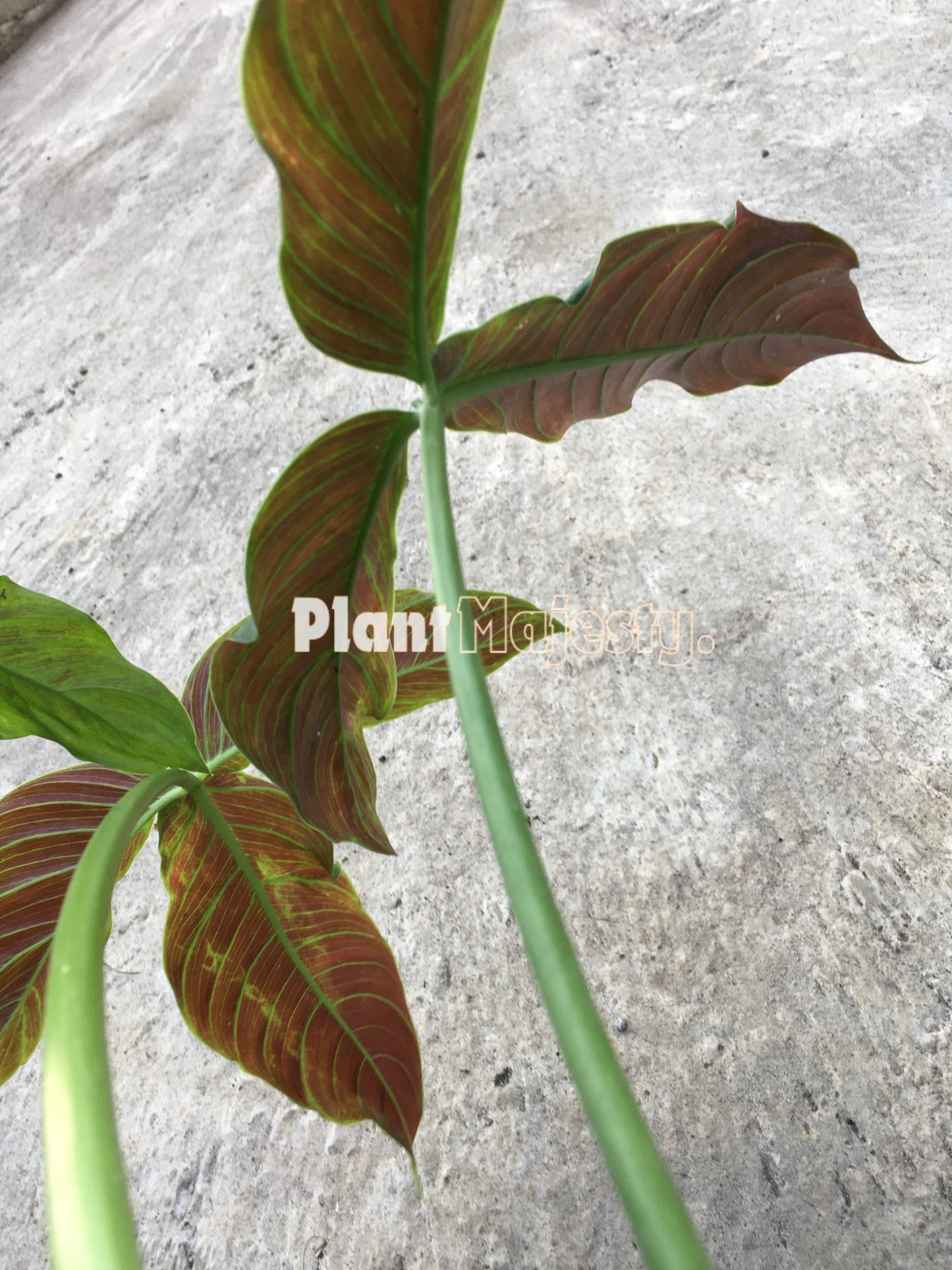 Philodendron Red Tripartitum