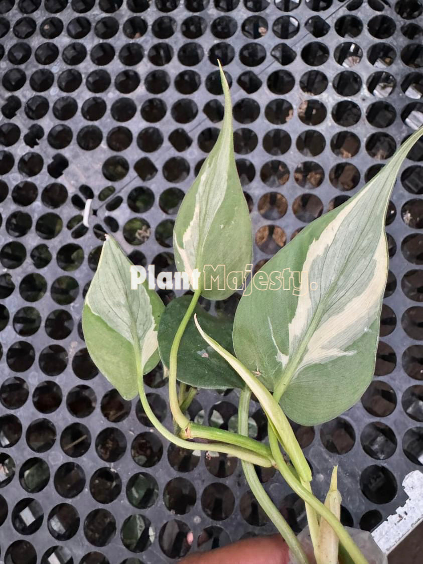 Philodendron Rio