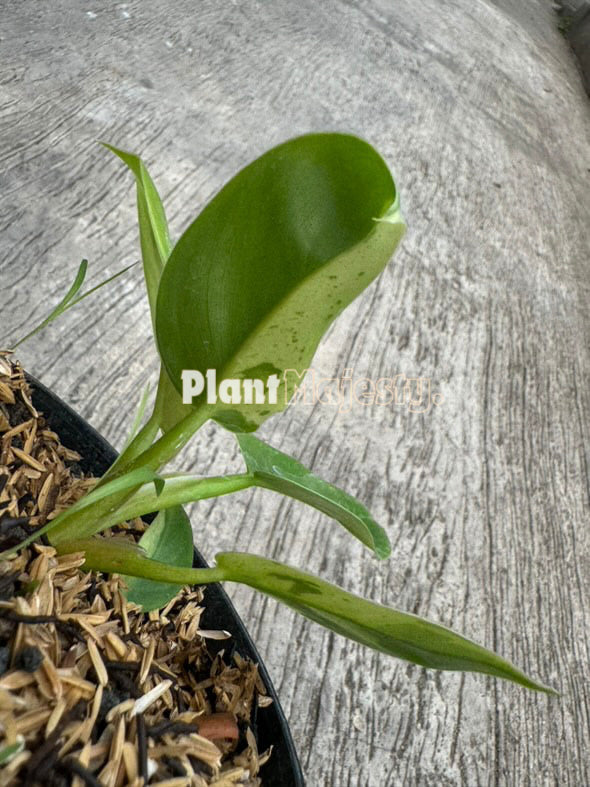 Philodendron Ruaysap Variegated