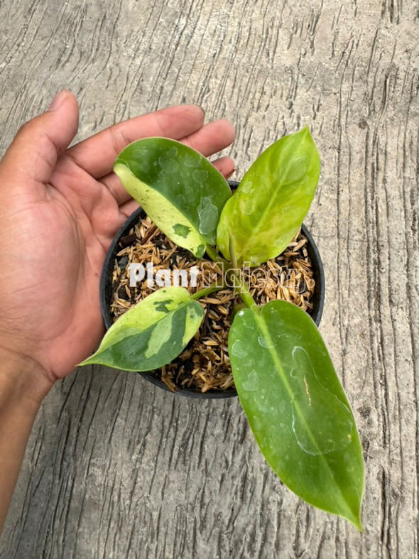 Philodendron Ruaysap Variegated